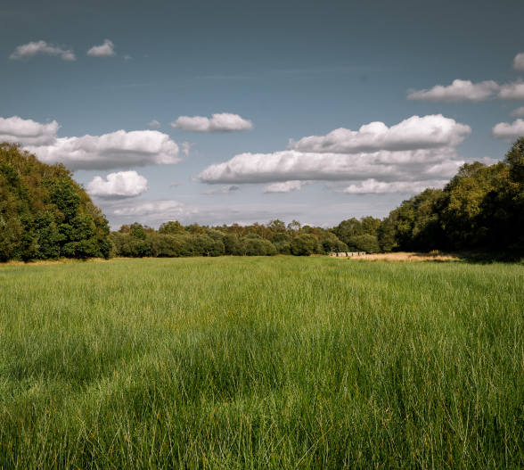 champs d'herbe et forêt en arrière plan