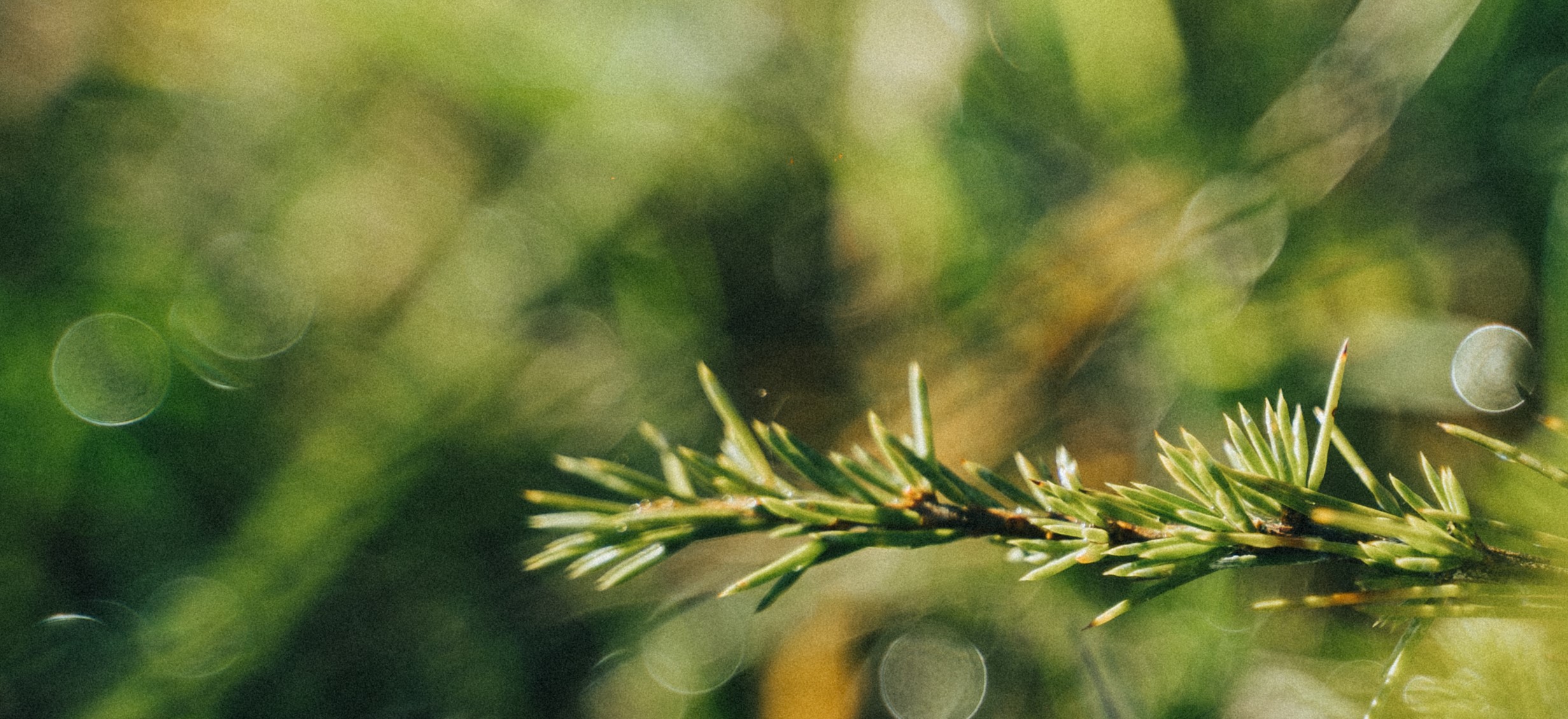 Cedar Meaning & Usage EcoTree