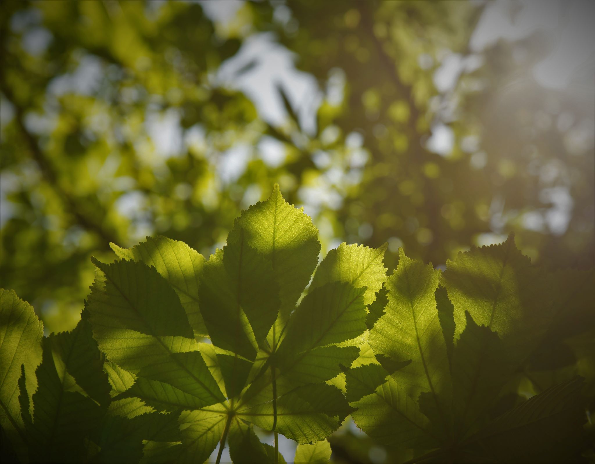 chestnut-tree-meaning-uses-ecotree