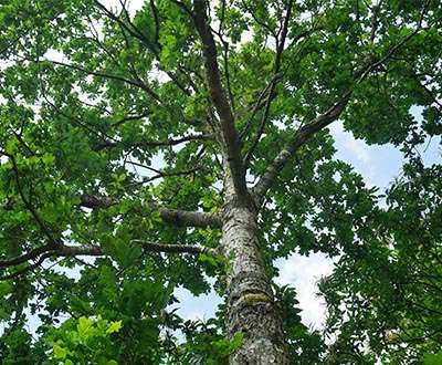 Chêne sessile, sens, usages, caractéristiques et symbolique | EcoTree