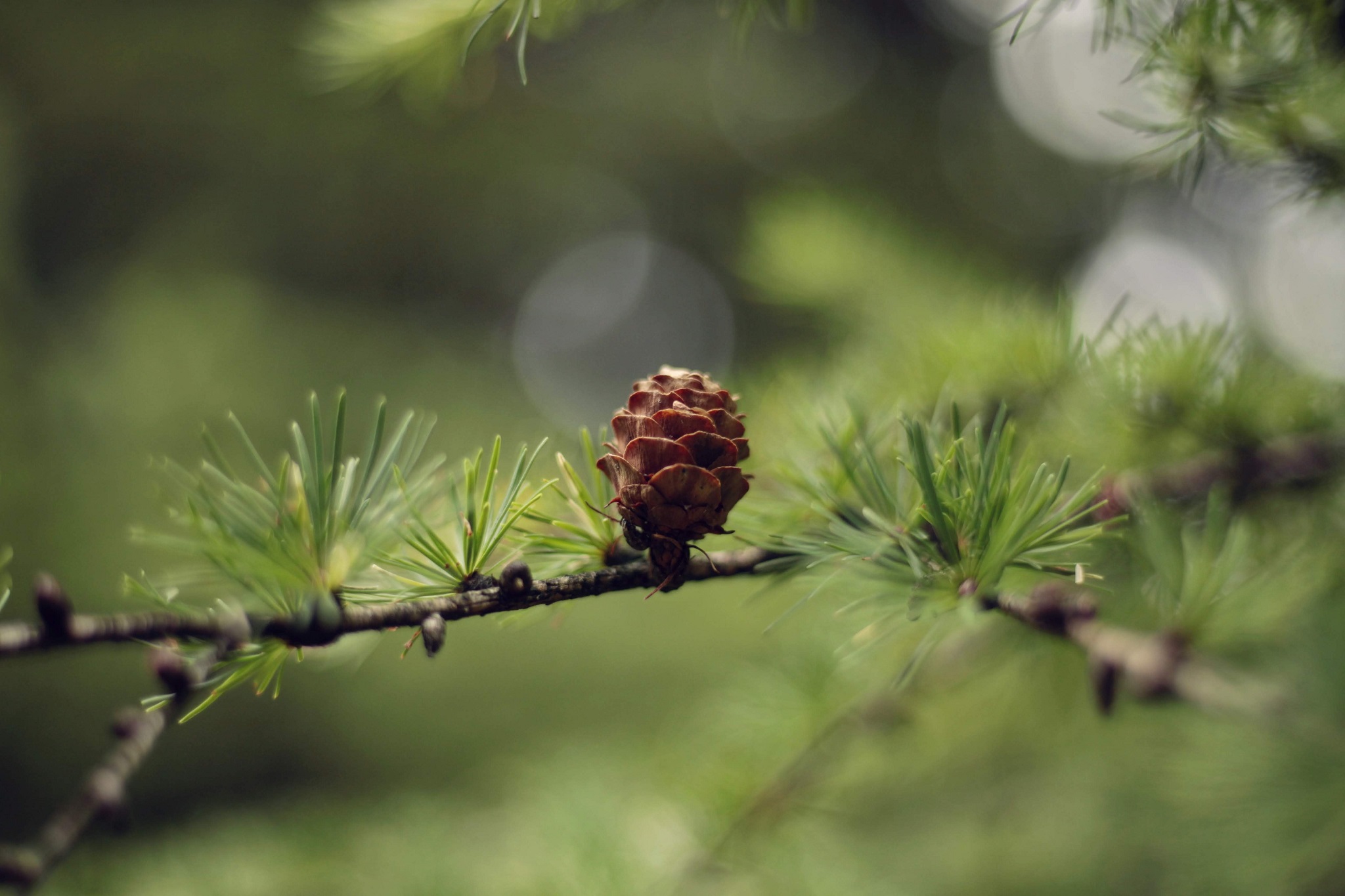 European Larch Meaning & Uses EcoTree