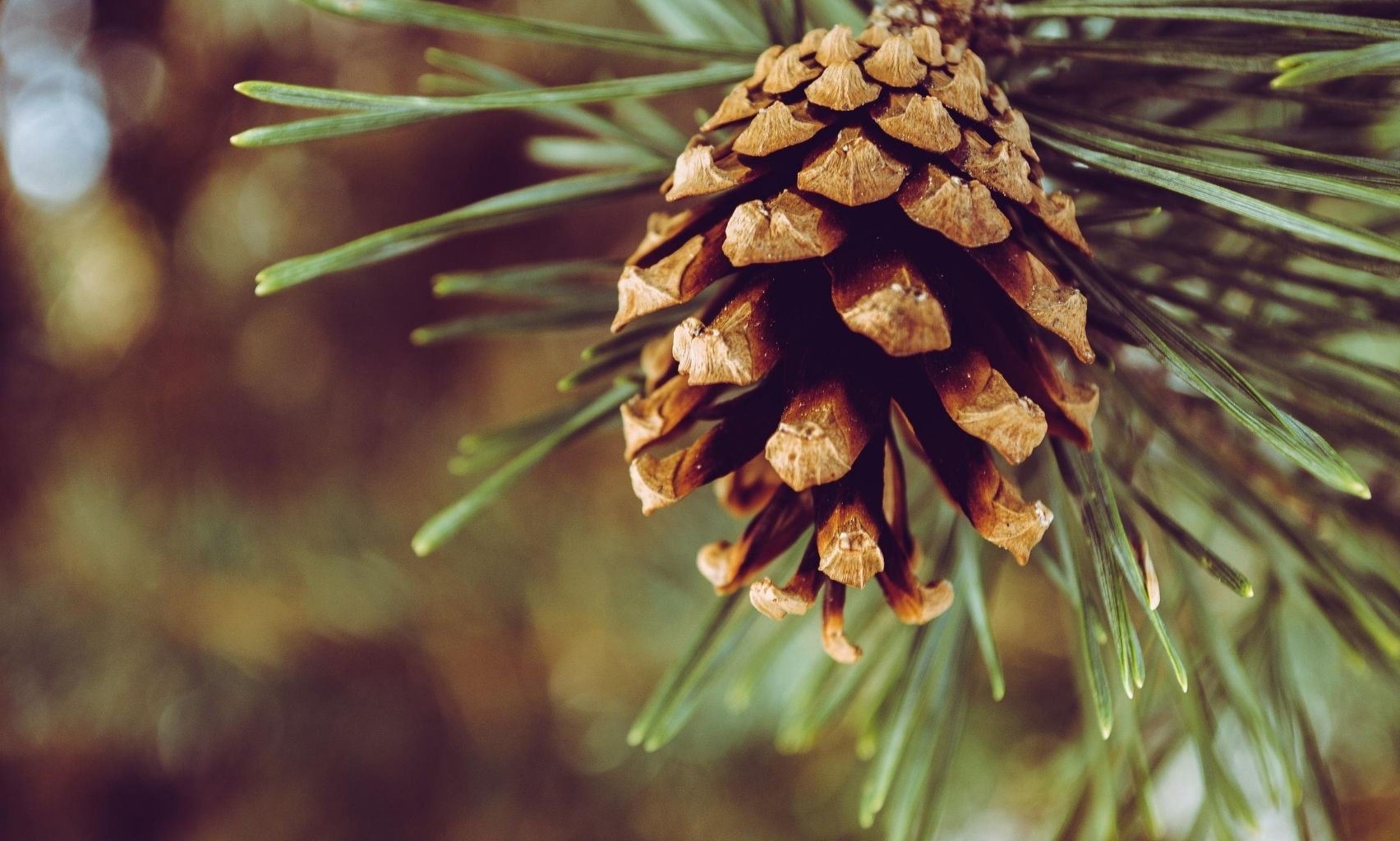 Pin Maritime Sens & Usage EcoTree