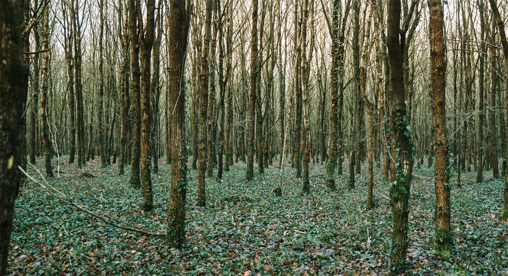 forêt de Preaux