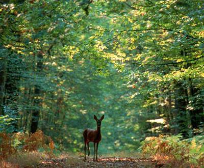 Inventaire naturaliste à Langoëlan