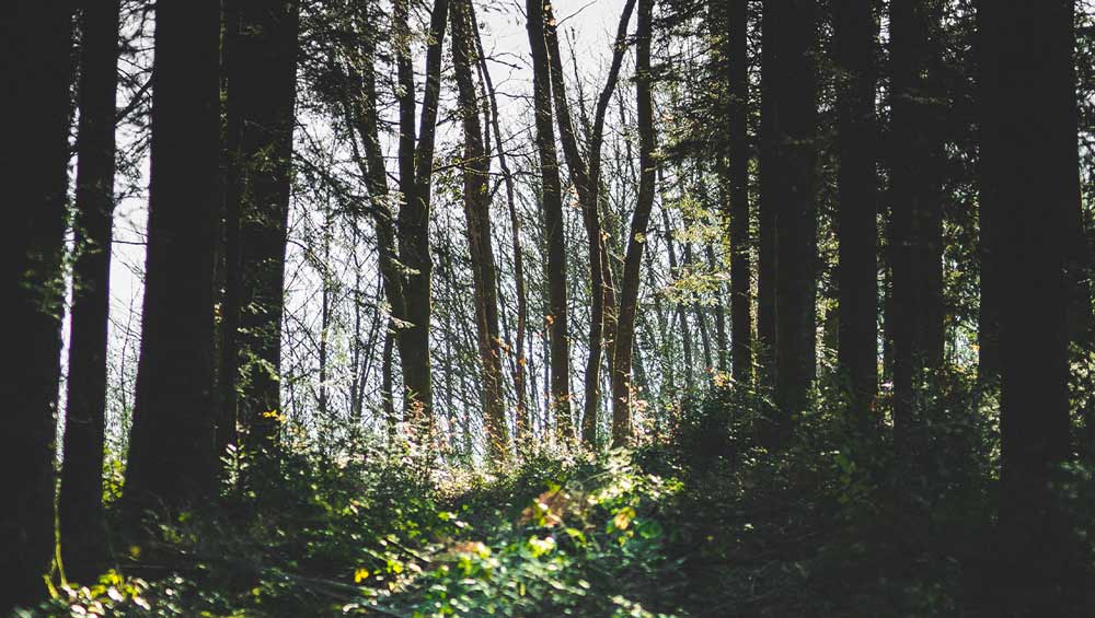 Forêt de Palotas