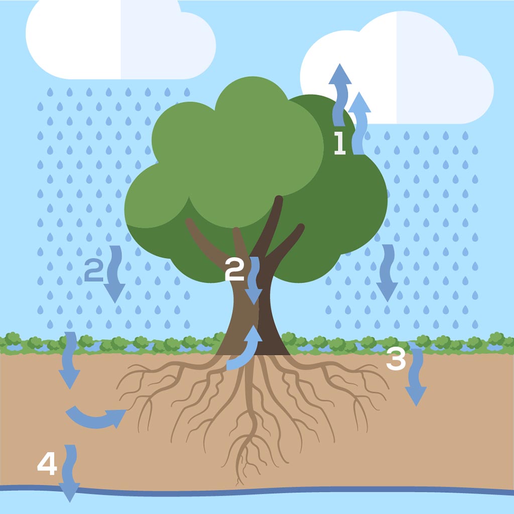 podcast EcoTree